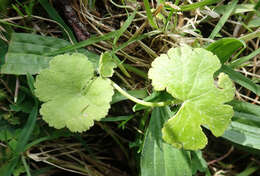 Image of Hydrocotyle novae-zealandiae var. robusta (Kirk) Cheesem.