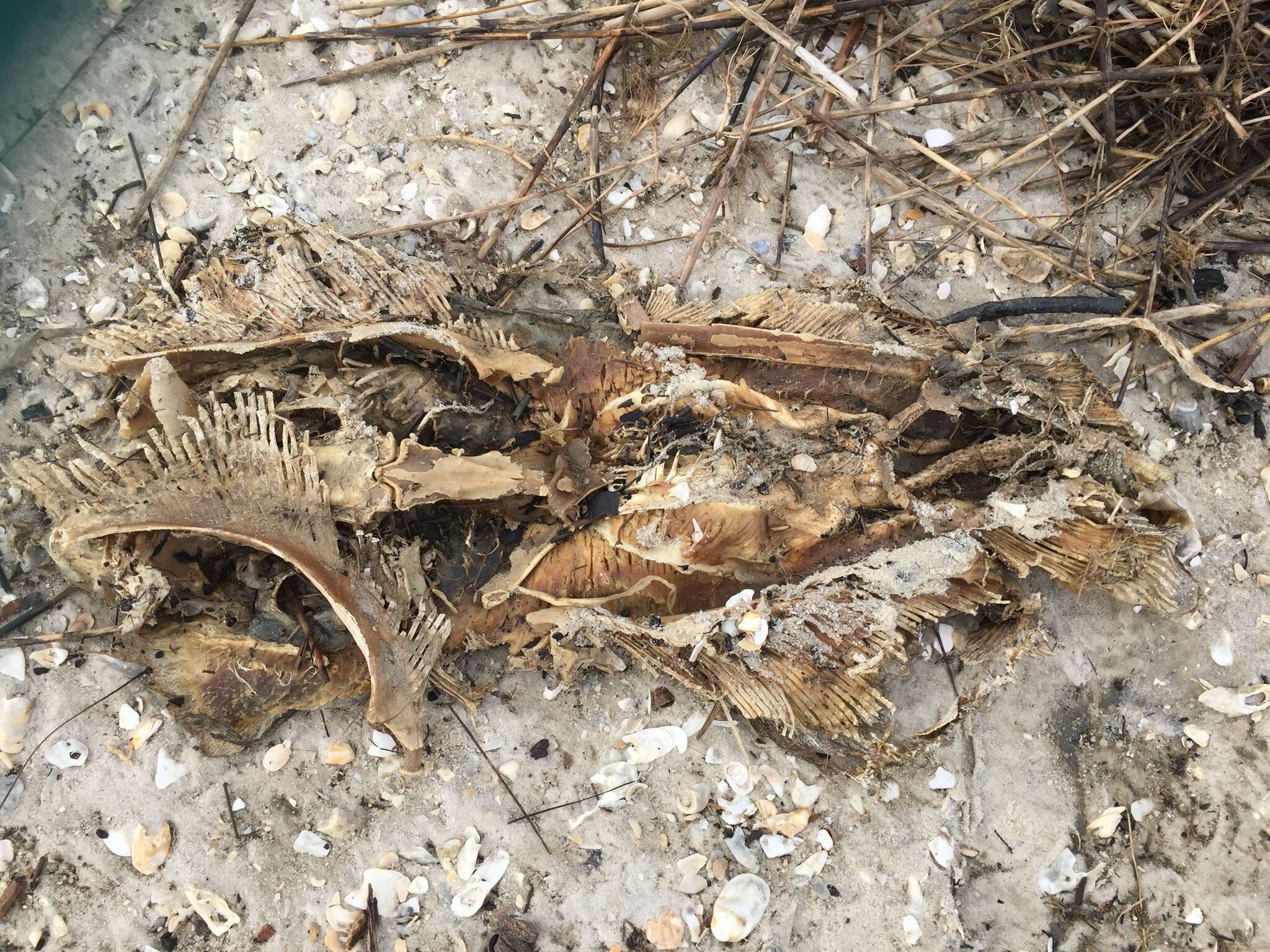 Image of Southern stingray