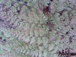 Image of hare's-foot fern