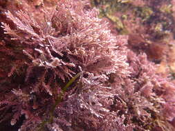 Image of common coral weed