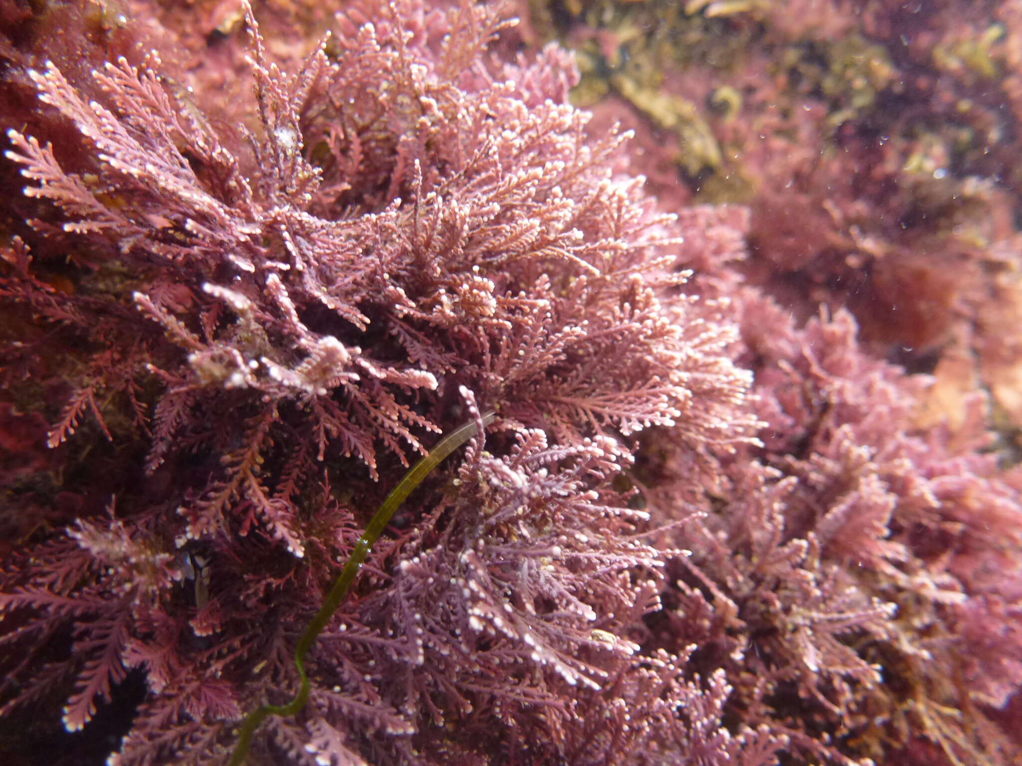 Image of common coral weed