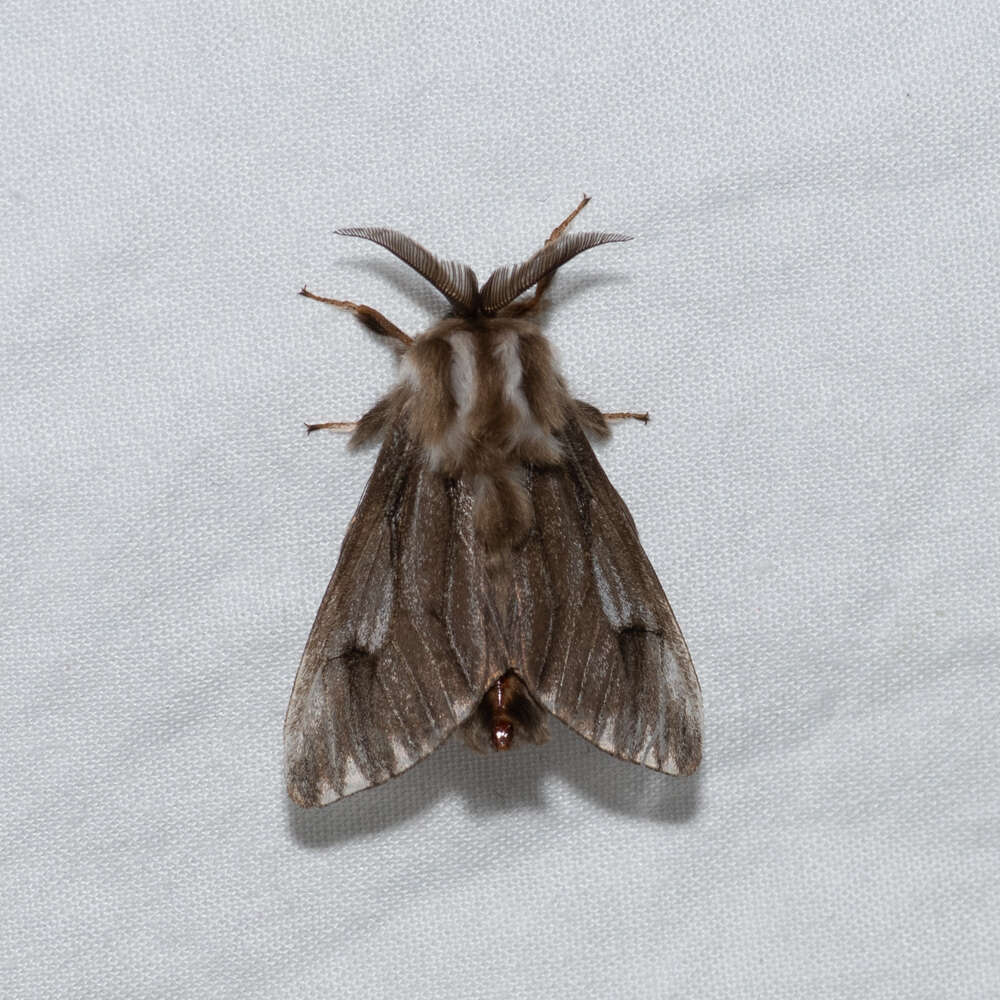 Image of Lewin's Case Moth