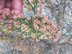 Image of Micromyrtus sessilis J. W. Green