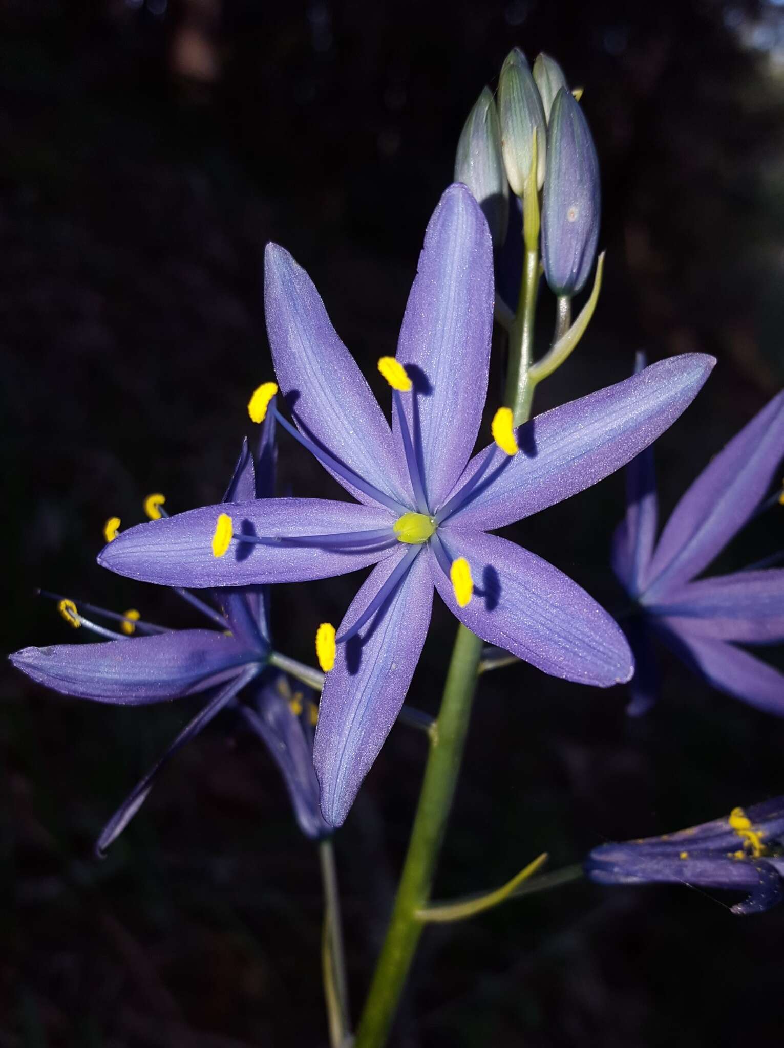 Image of large camas