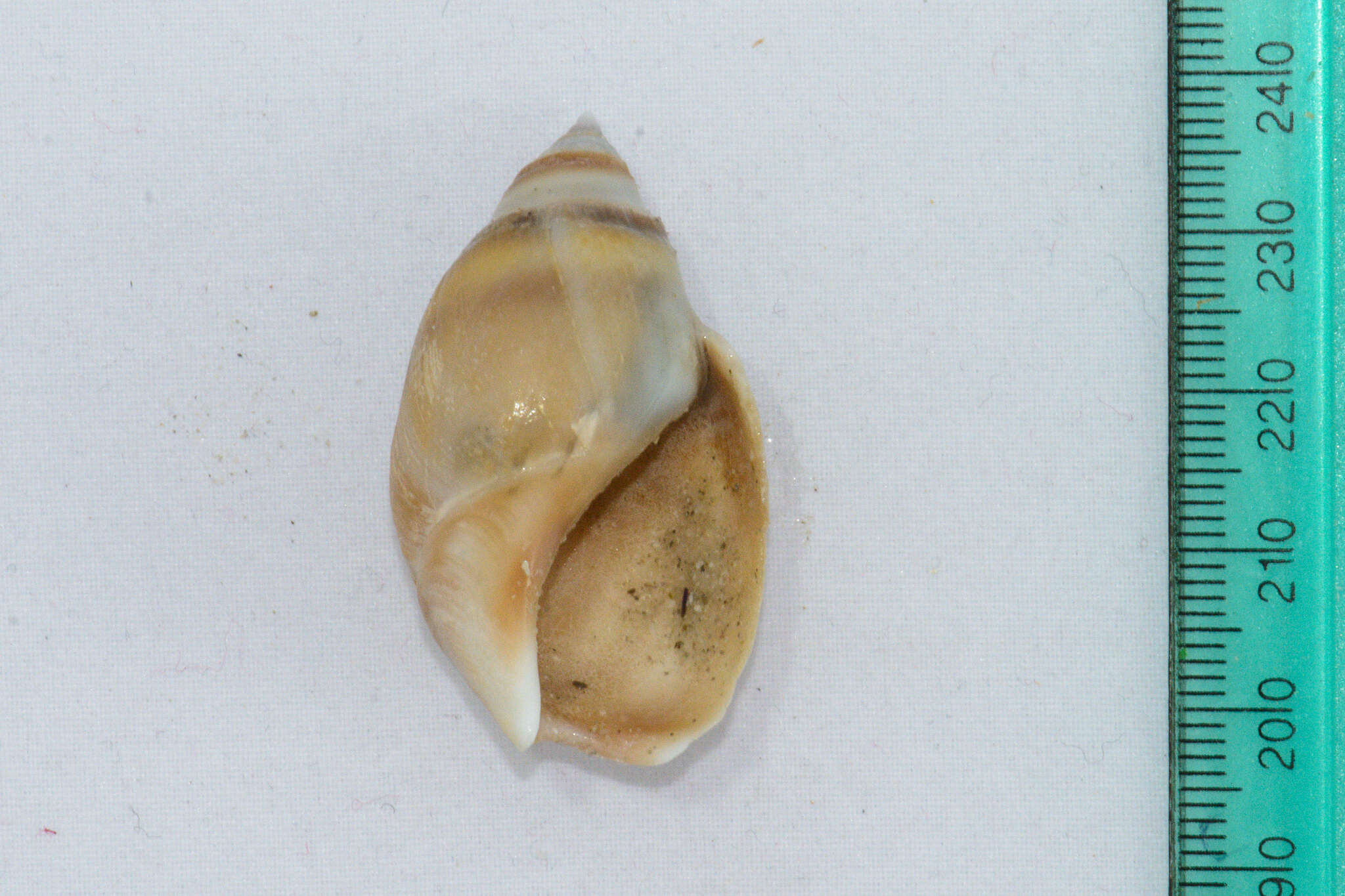 Image of fat plough shell