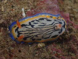 Image de Hypselodoris maritima (Baba 1949)