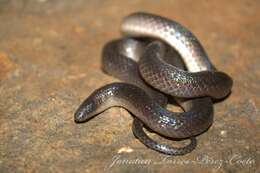 Image of Peters' Earth Snake