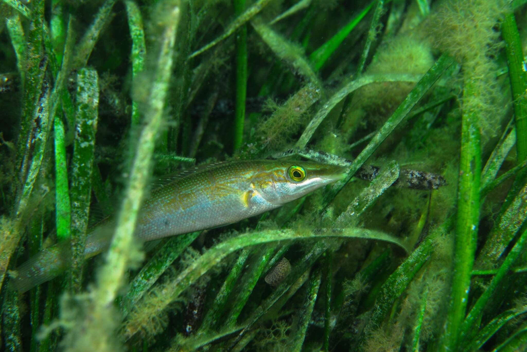 Image of Blue Rock Whiting