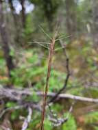 Imagem de Aristida longespica Poir.