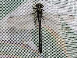 Image of Riverine Clubtail