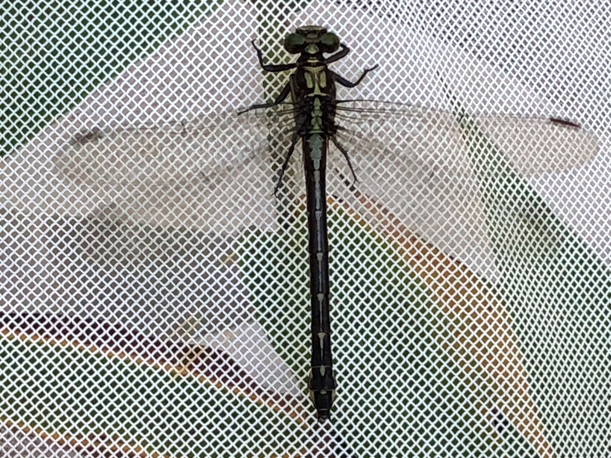 Image of Riverine Clubtail