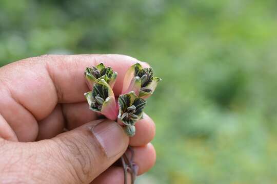 Image of Bomarea edulis (Tussac) Herb.