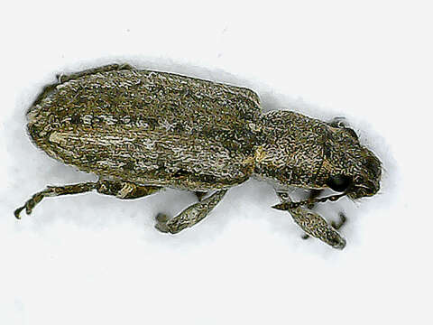 Sitona callosus Gyllenhal 1834 resmi