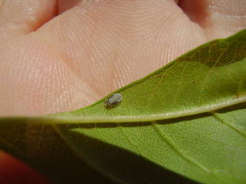 Image of Jumping plant lice