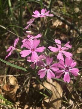 Imagem de Phlox speciosa Pursh