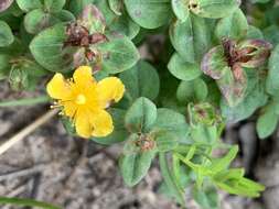 Image of Hypericum aethiopicum subsp. sonderi (Bred.) N. K. B. Robson