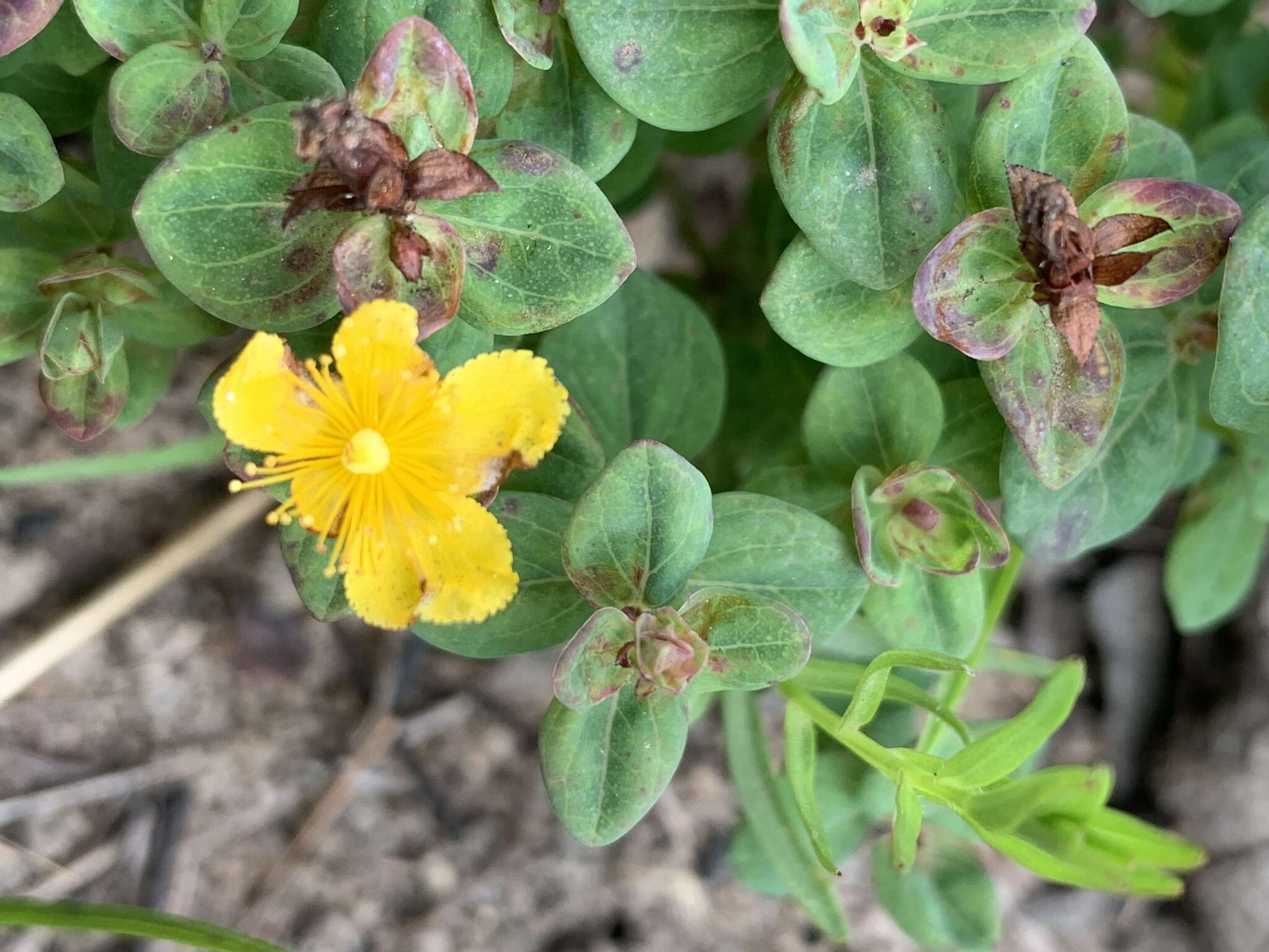 Sivun Hypericum aethiopicum subsp. sonderi (Bred.) N. K. B. Robson kuva