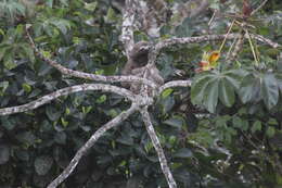 Sivun Bradypus variegatus variegatus Schinz 1825 kuva