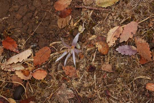 Image of Colchicum cretense Greuter