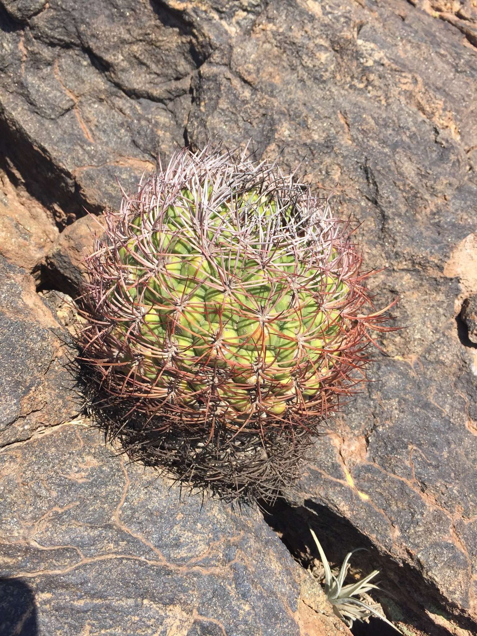 Image of Gymnocalycium saglionis (F. Cels) Britton & Rose