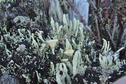 صورة Lichenomphalia umbellifera (L.) Redhead, Lutzoni, Moncalvo & Vilgalys 2002