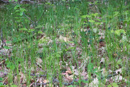 Image of quaking-grass sedge