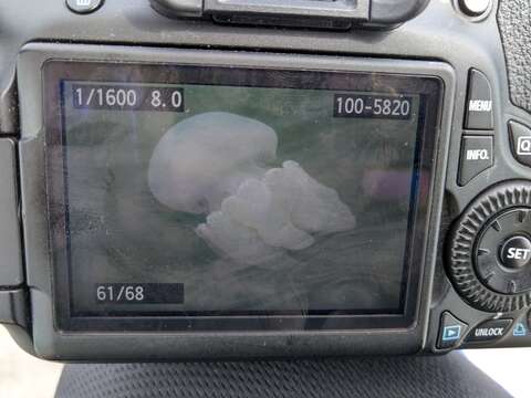 Image of Jelly Blubber