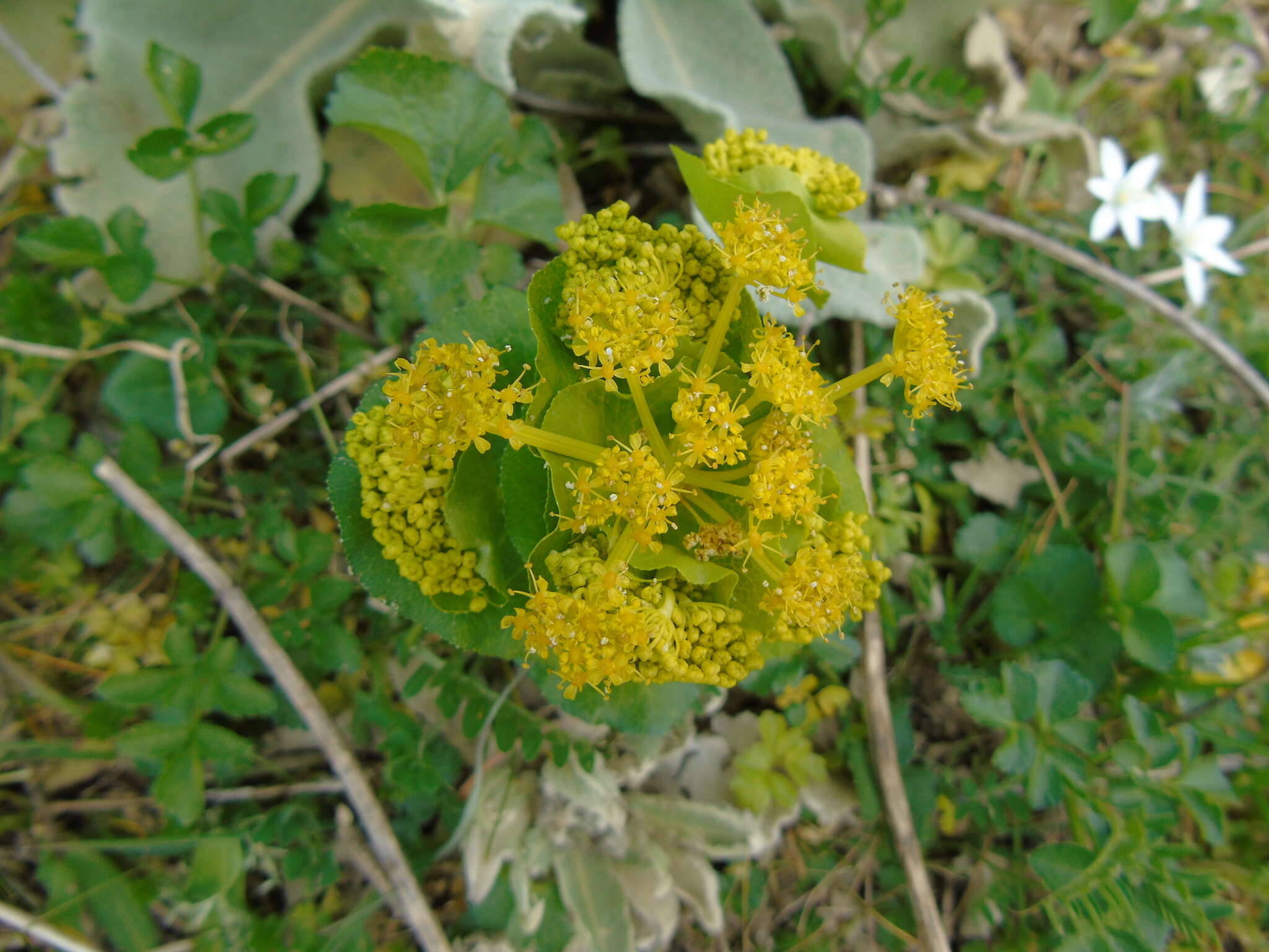 Image of Smyrnium perfoliatum subsp. rotundifolium (Mill.) Bonnier & Layens