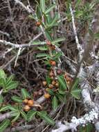 Image of Schinus engleri F. A. Barkley