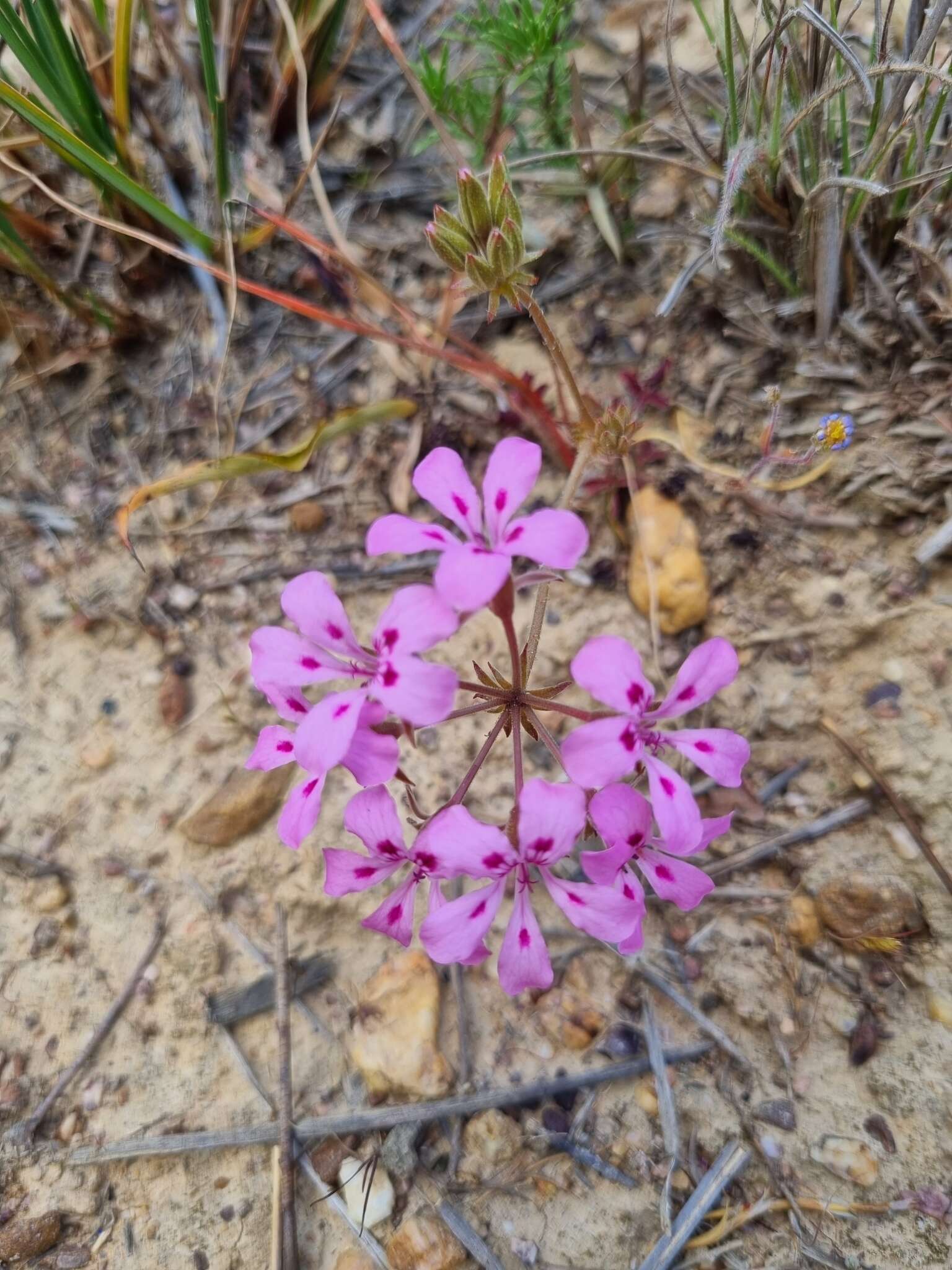 Image of Pelargonium chelidonium (Houtt.) DC.