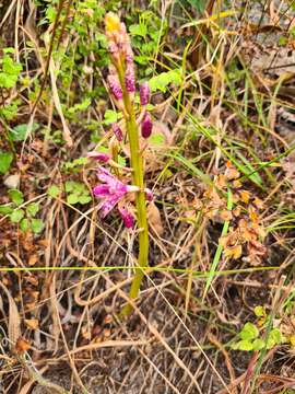 Imagem de Dipodium campanulatum D. L. Jones