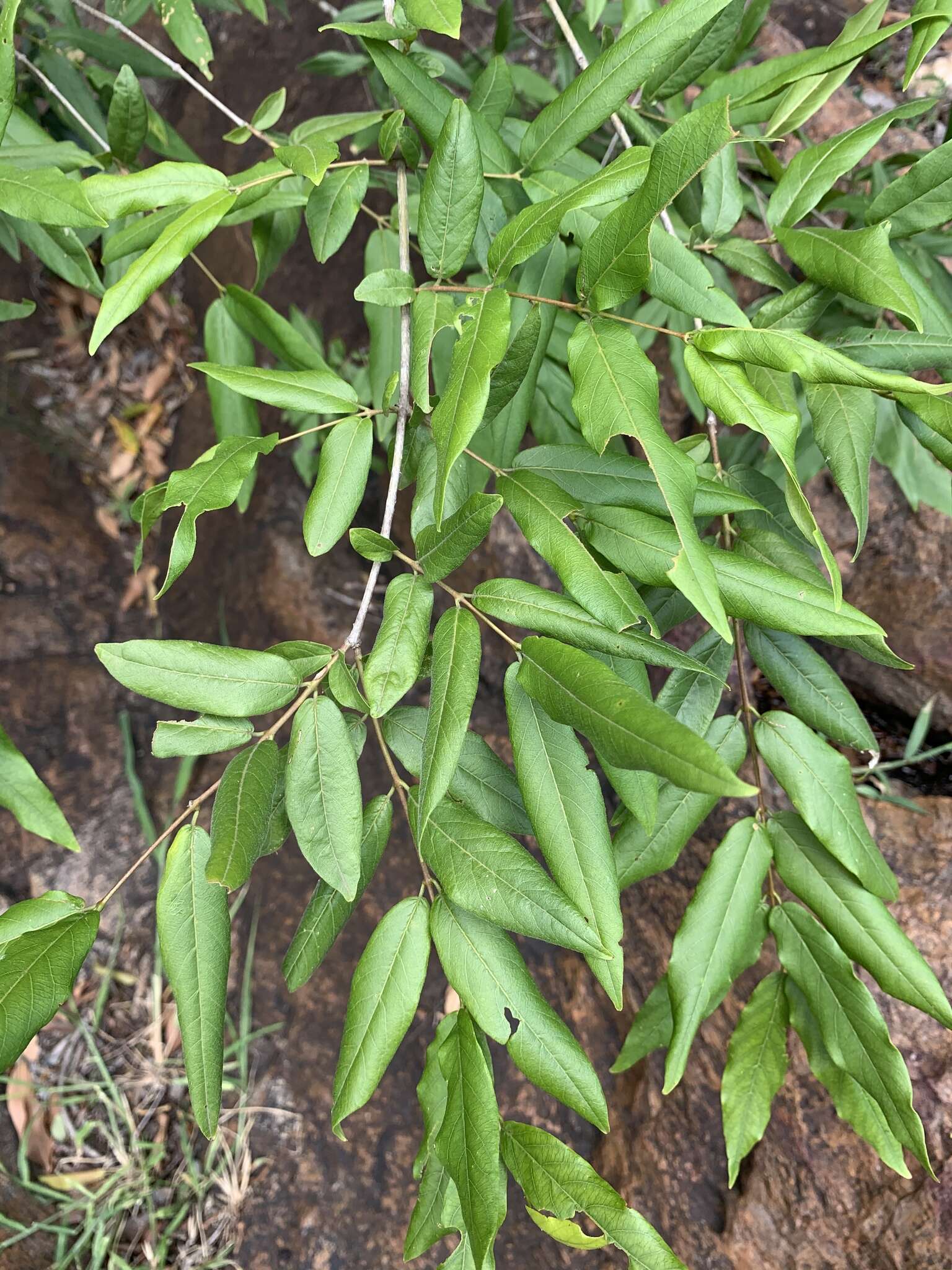 Image of Combretum woodii Dümmer