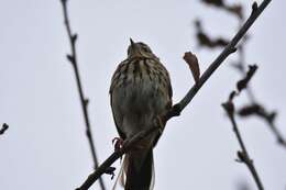 Image of Tree Pipit