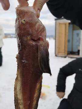 Image of nebulous snailfish