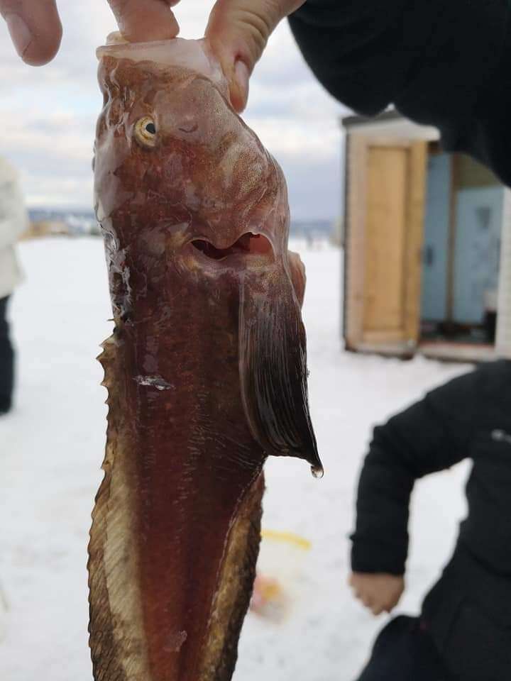 Plancia ëd Liparis bathyarcticus Parr 1931