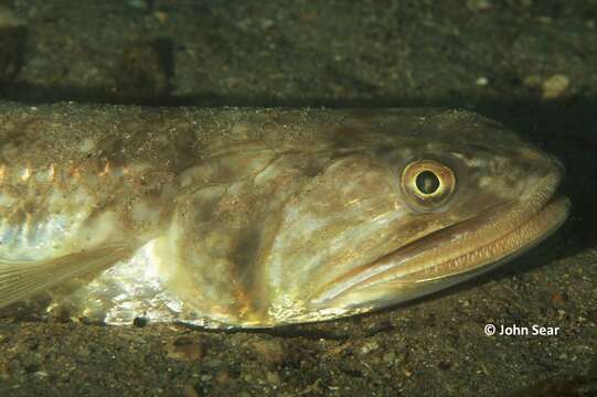 Image of Brushtooth lizardfish