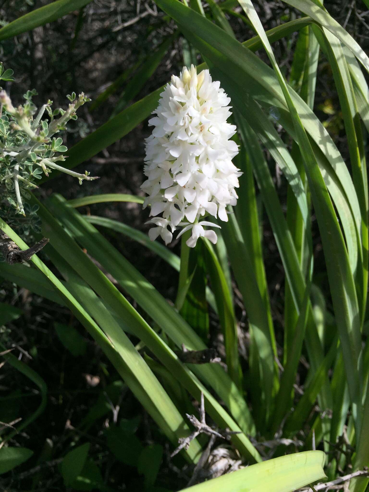 صورة Anacamptis pyramidalis var. pyramidalis