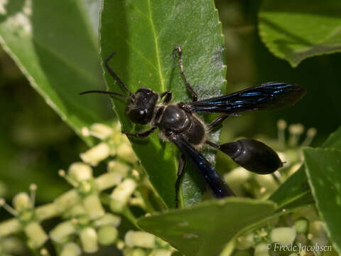 Image of Mud dauber