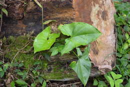 Image de Syngonium podophyllum Schott