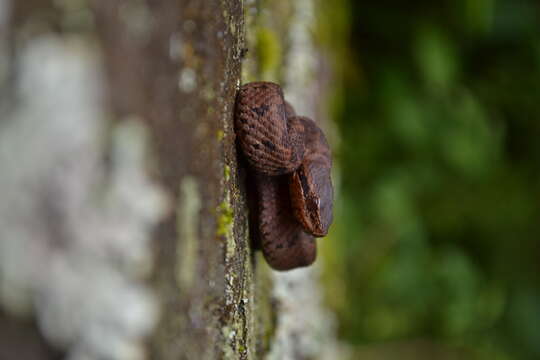 Image of Tzotzil Montane Pit Viper