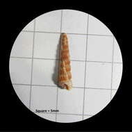 Image of needle shell