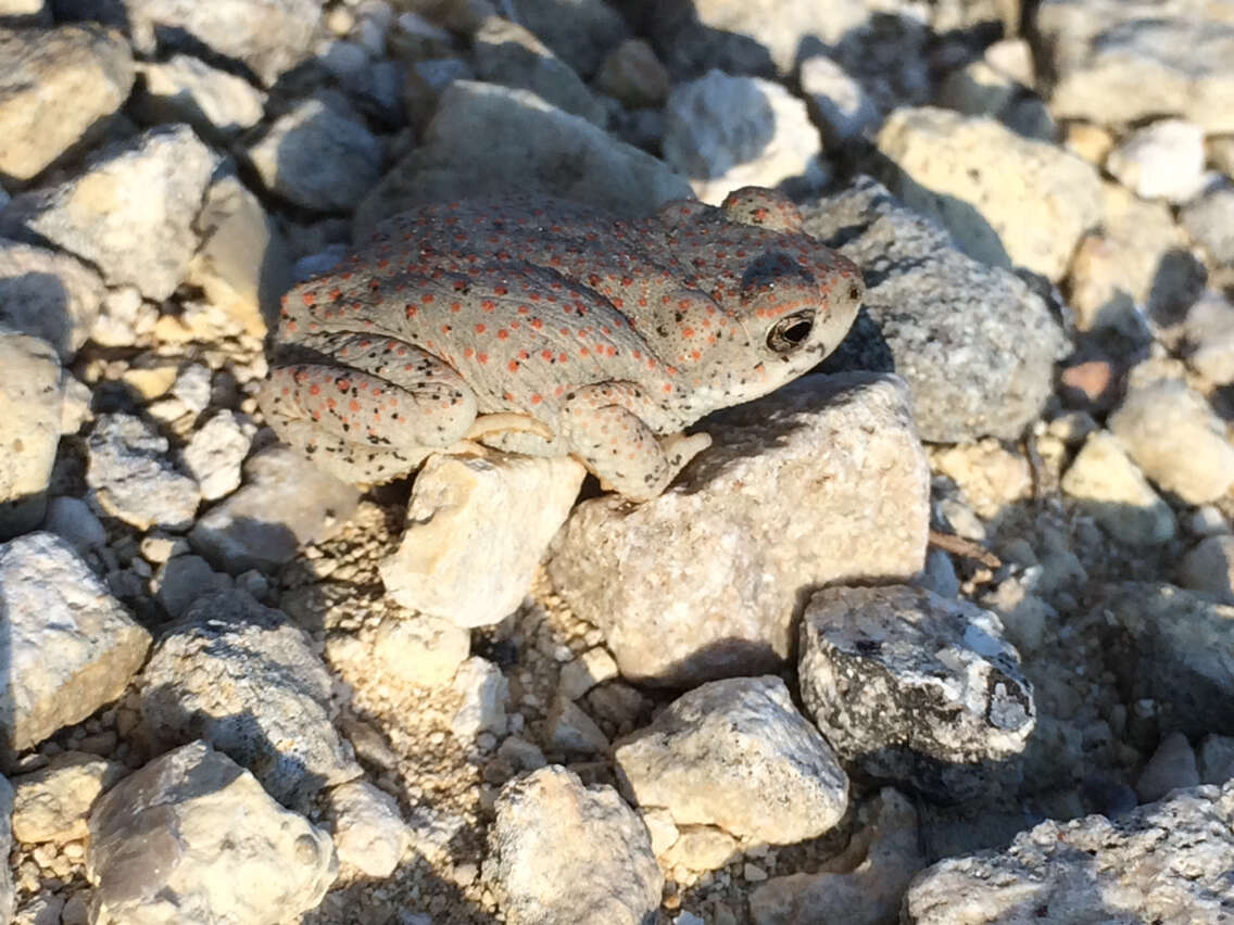 Plancia ëd Anaxyrus punctatus (Baird & Girard 1852)