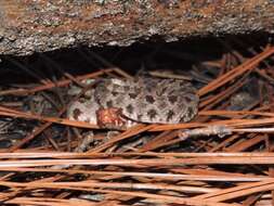 Image de Sistrurus miliarius miliarius (Linnaeus 1766)