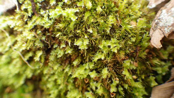 Image of tetraphis moss