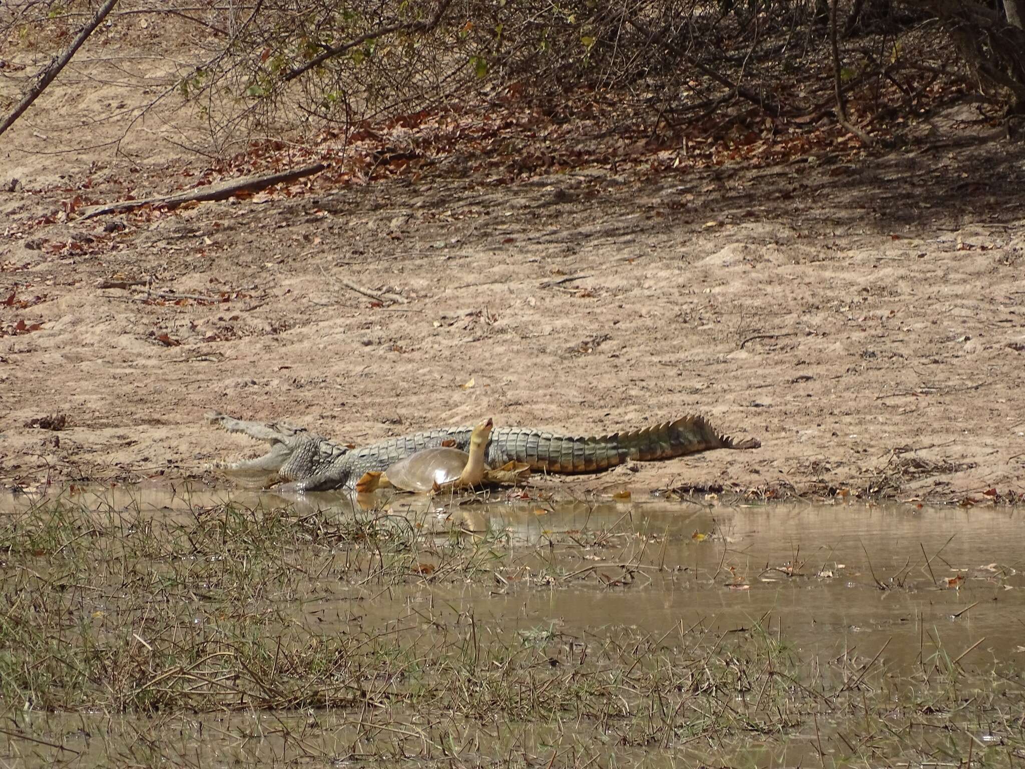 Image of Senegal Soft-shelled Turtle