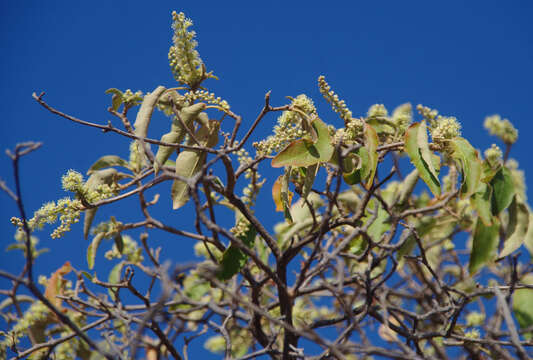 Image of Croton magneticus Airy Shaw