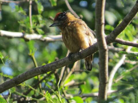 Image of Ochraceous Piculet