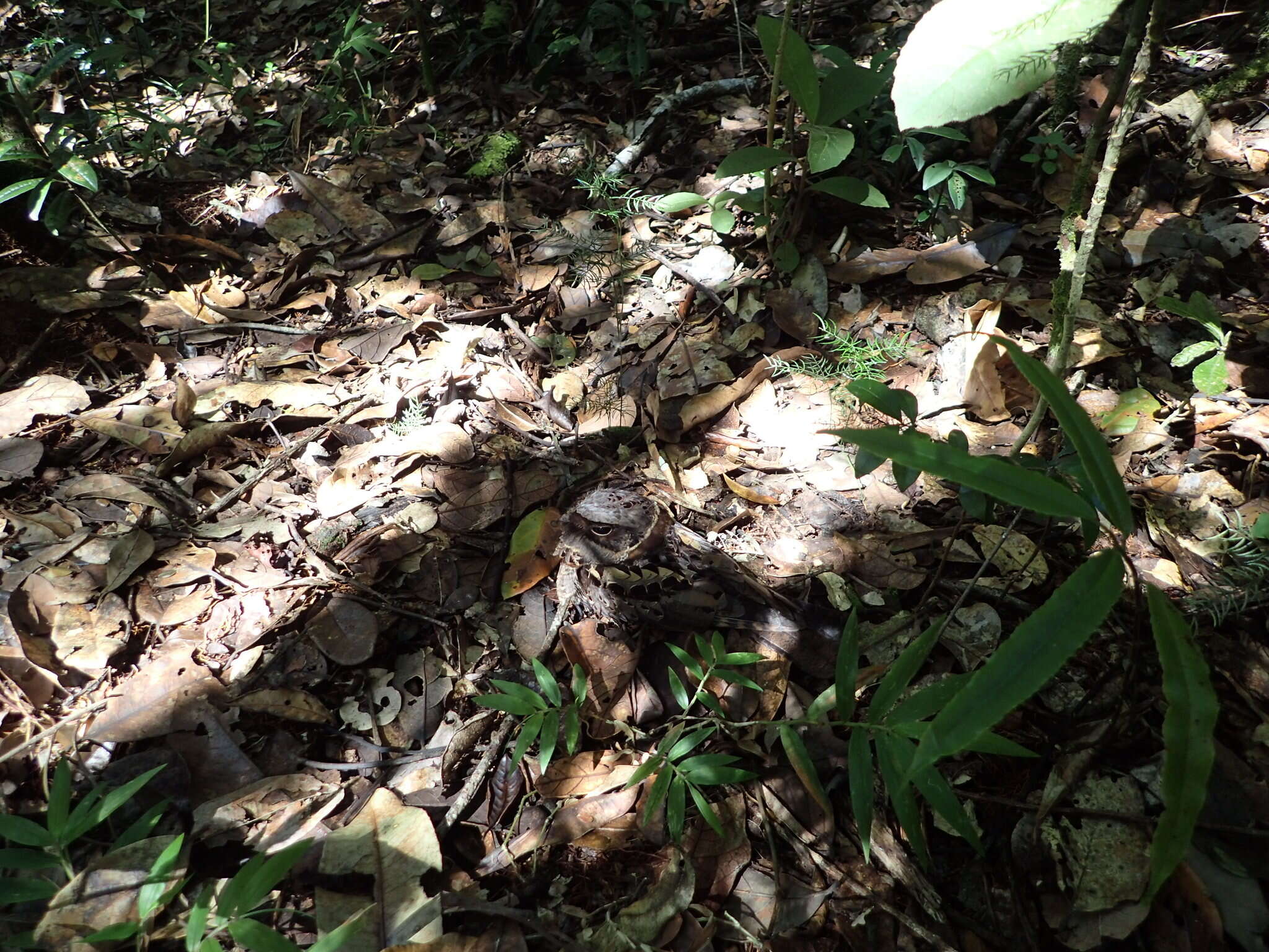 Image of Collared Nightjar