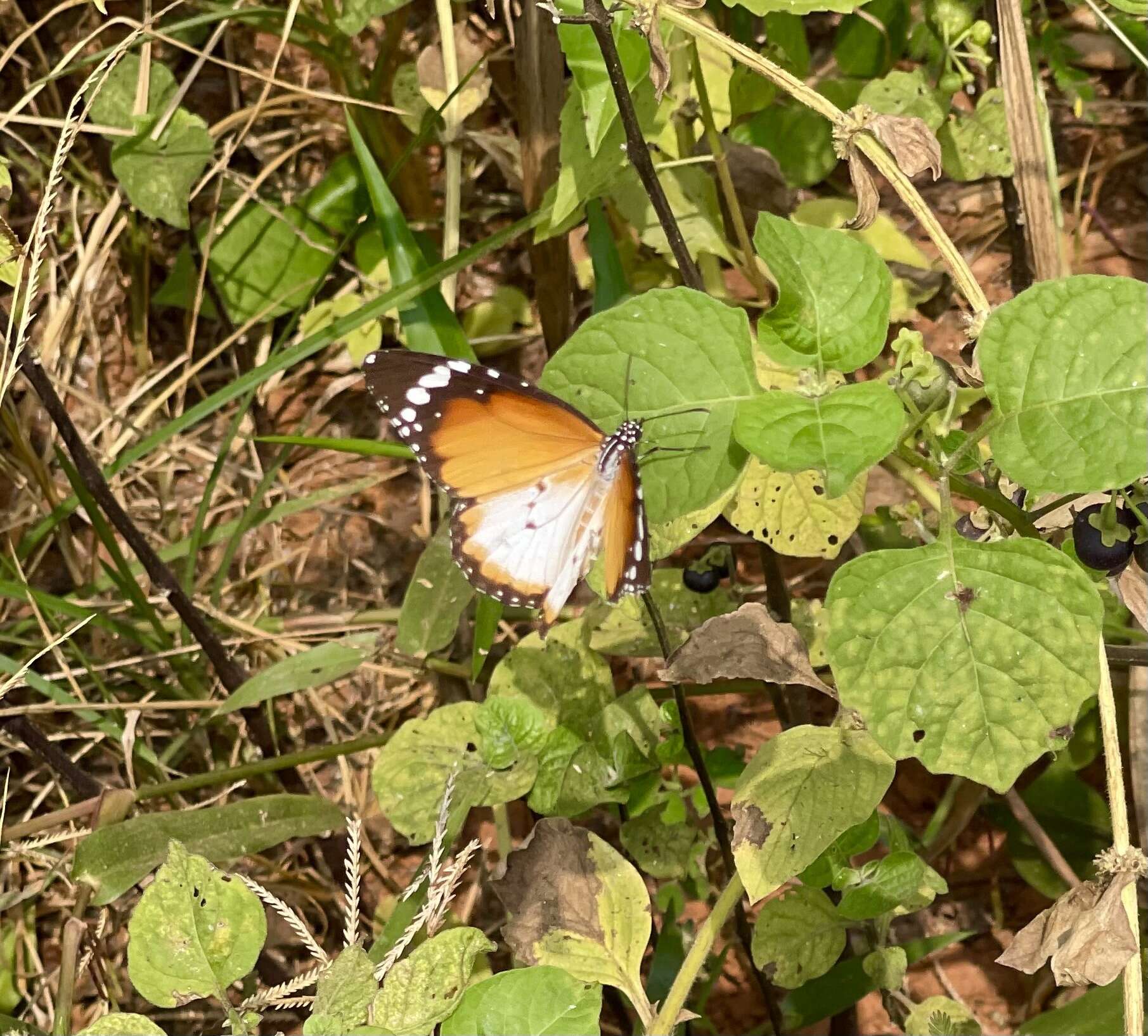 Image of Danaus (Anosia) chrysippus subsp. alcippus Cramer 1777