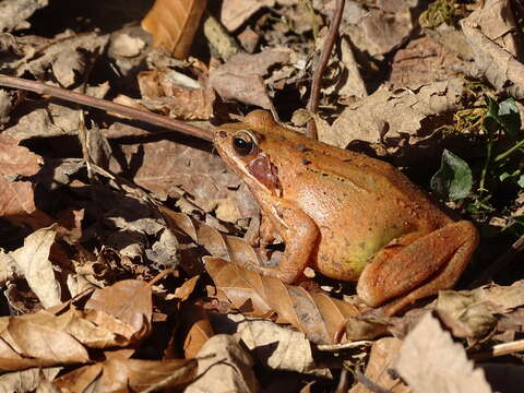 Image of Rana pseudodalmatina Eiselt & Schmidtler 1971